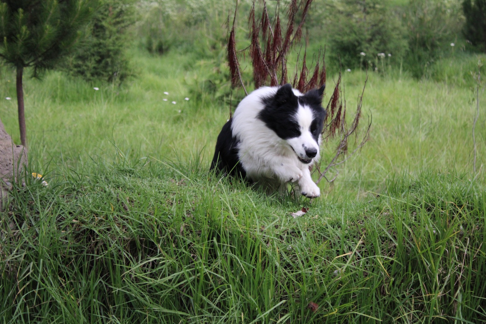 border collie crianza