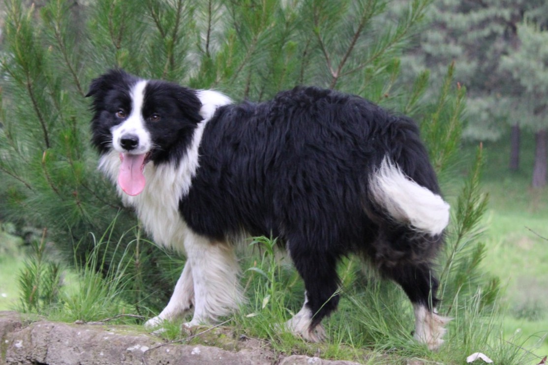 Charly 6