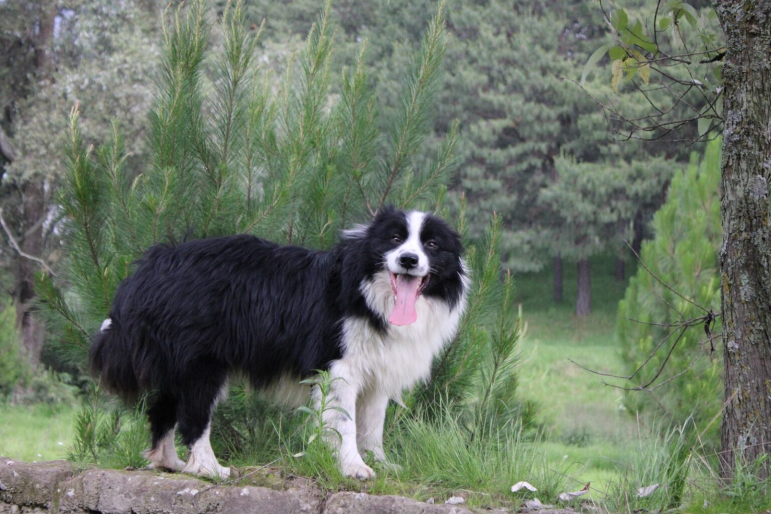 Charly 8