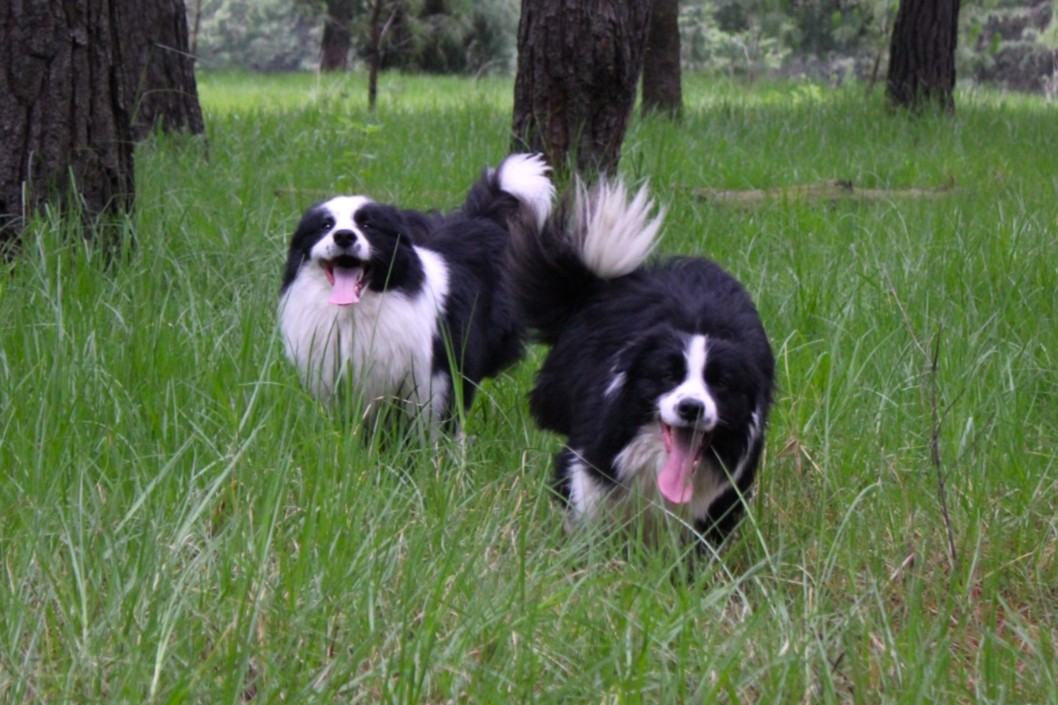 border collie jugando
