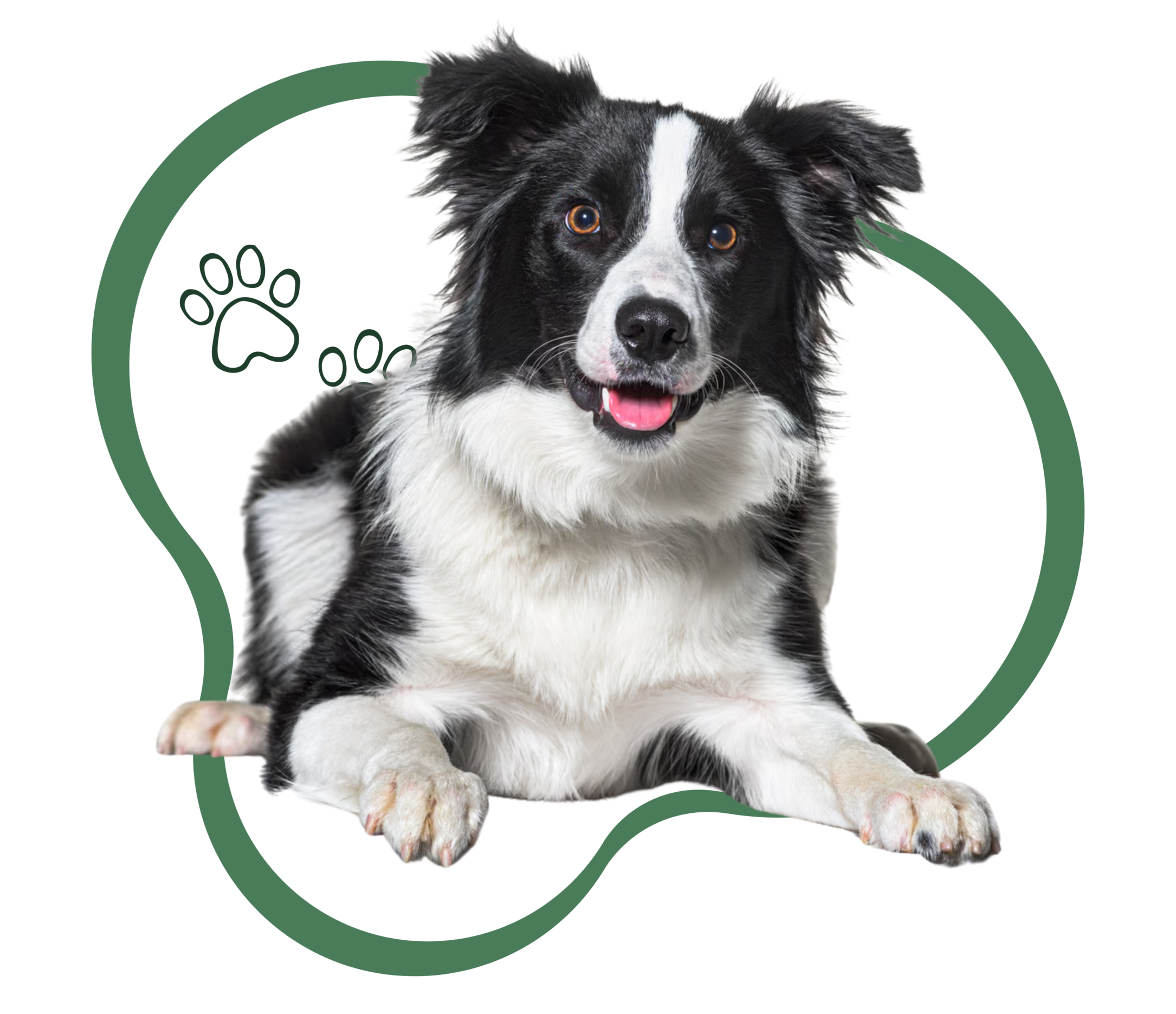 border collie acostado