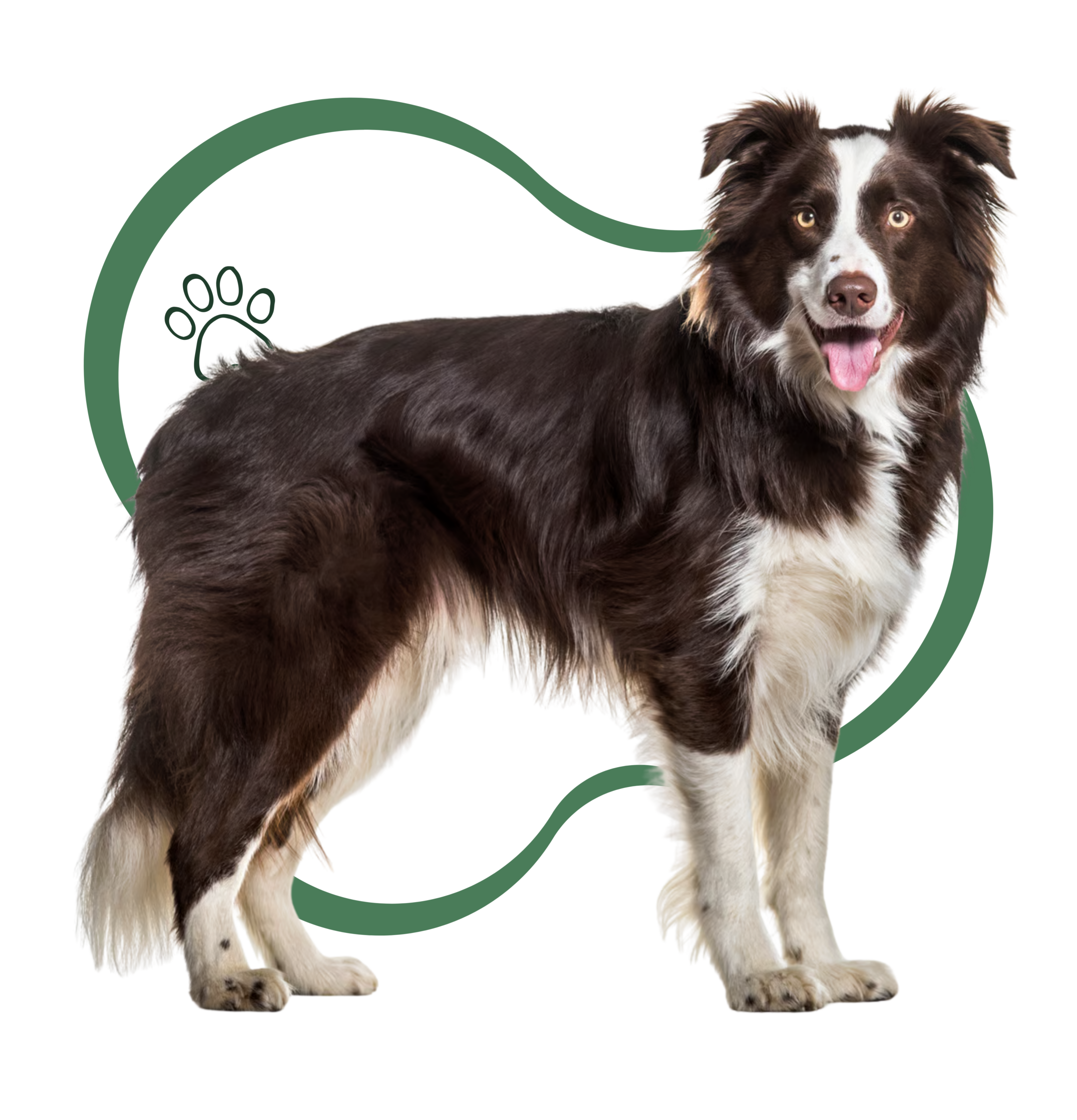 border collie 300