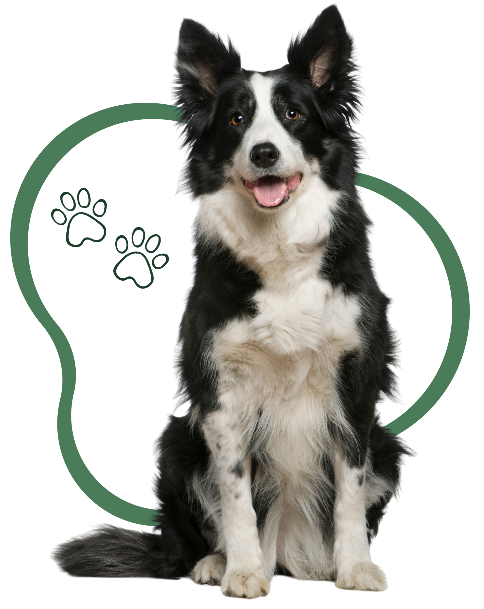 pedigree border collie
