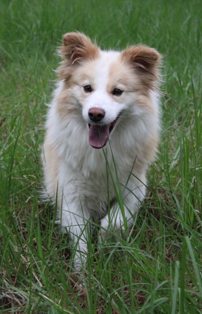 border collie camadas