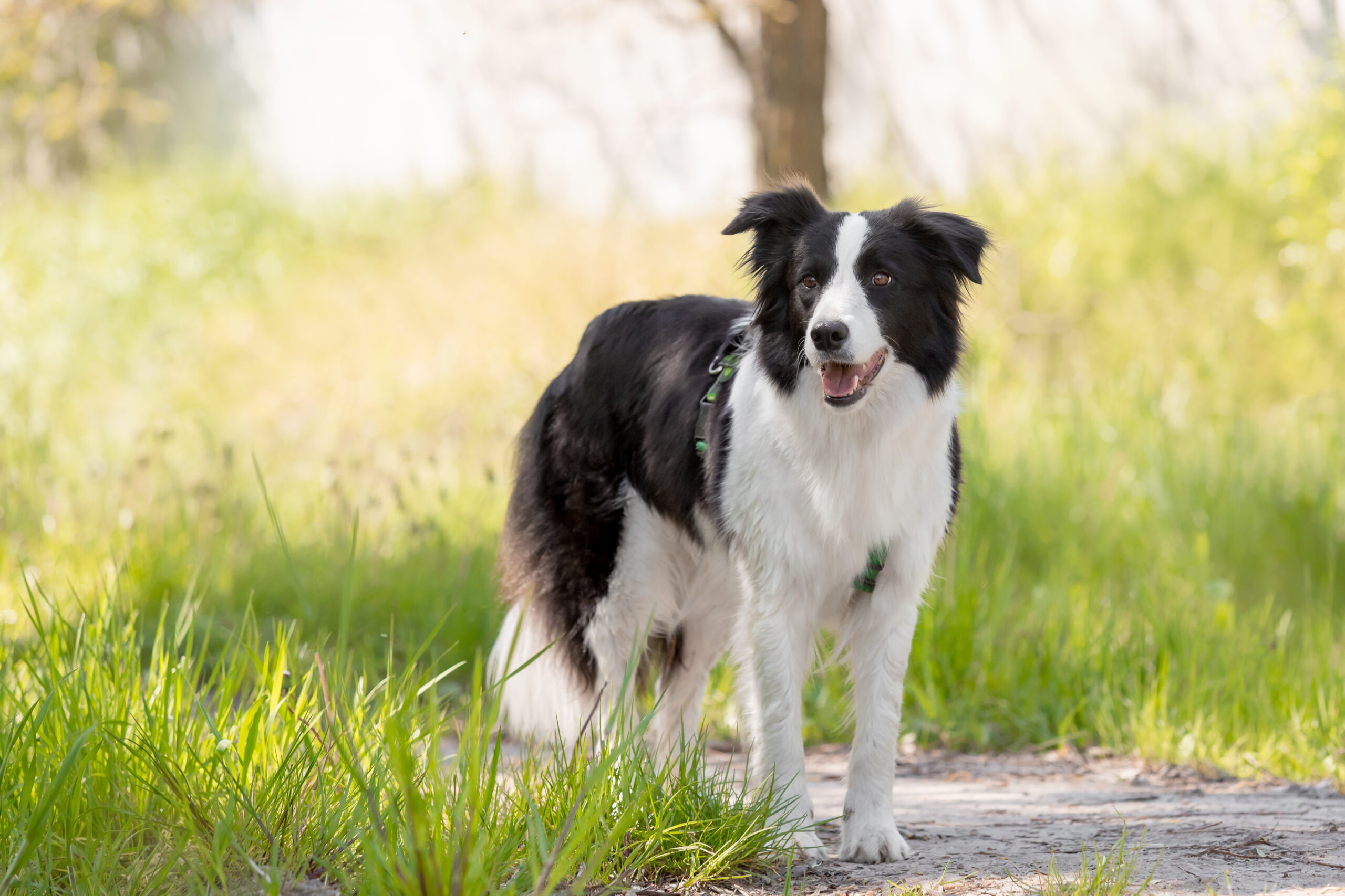 border collie 6