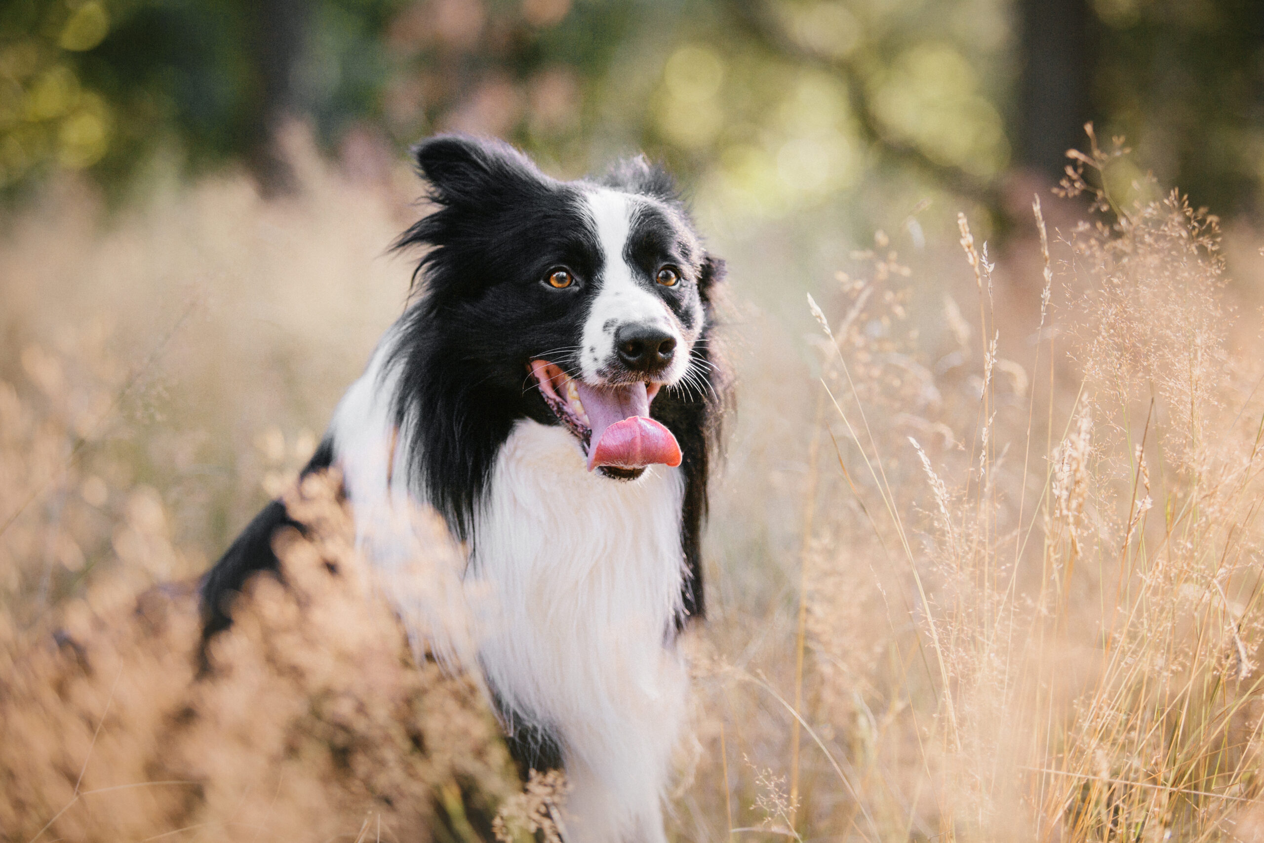border collie 2