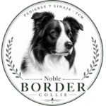 noble border collie