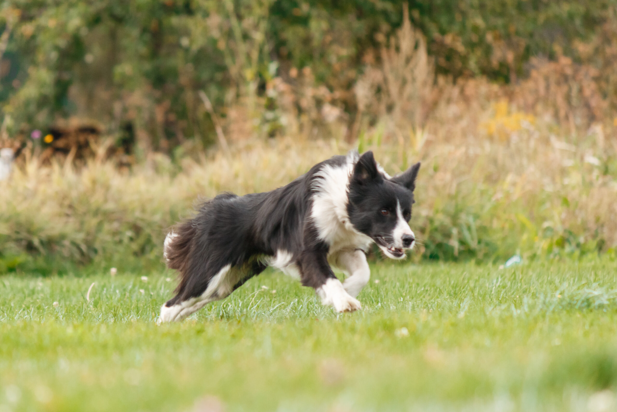border collie 1