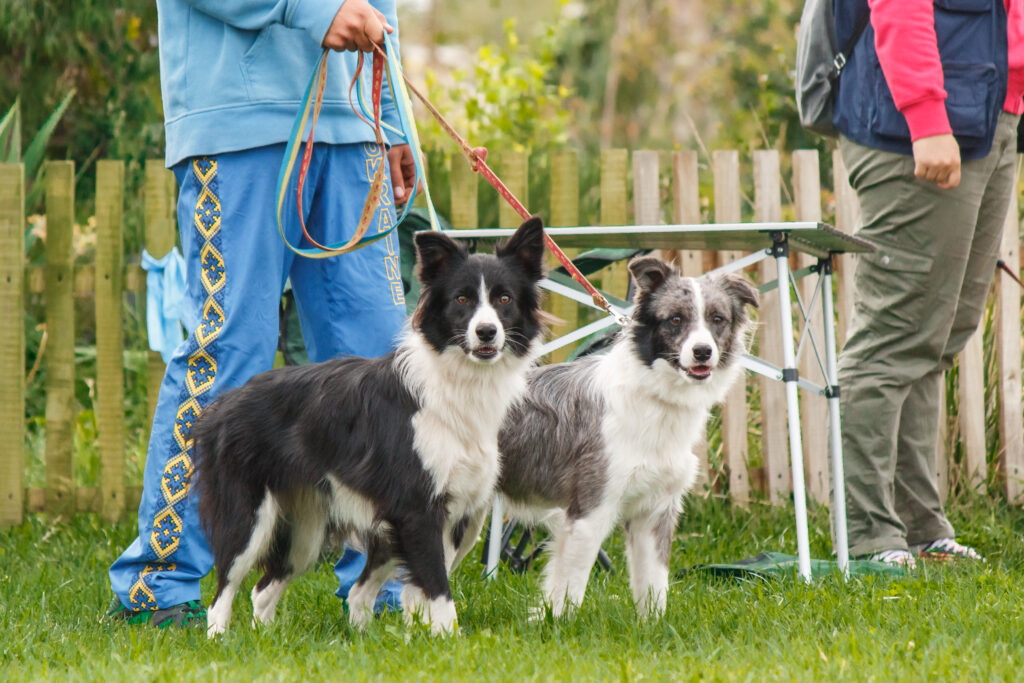 Actividades Asistidas con Perros