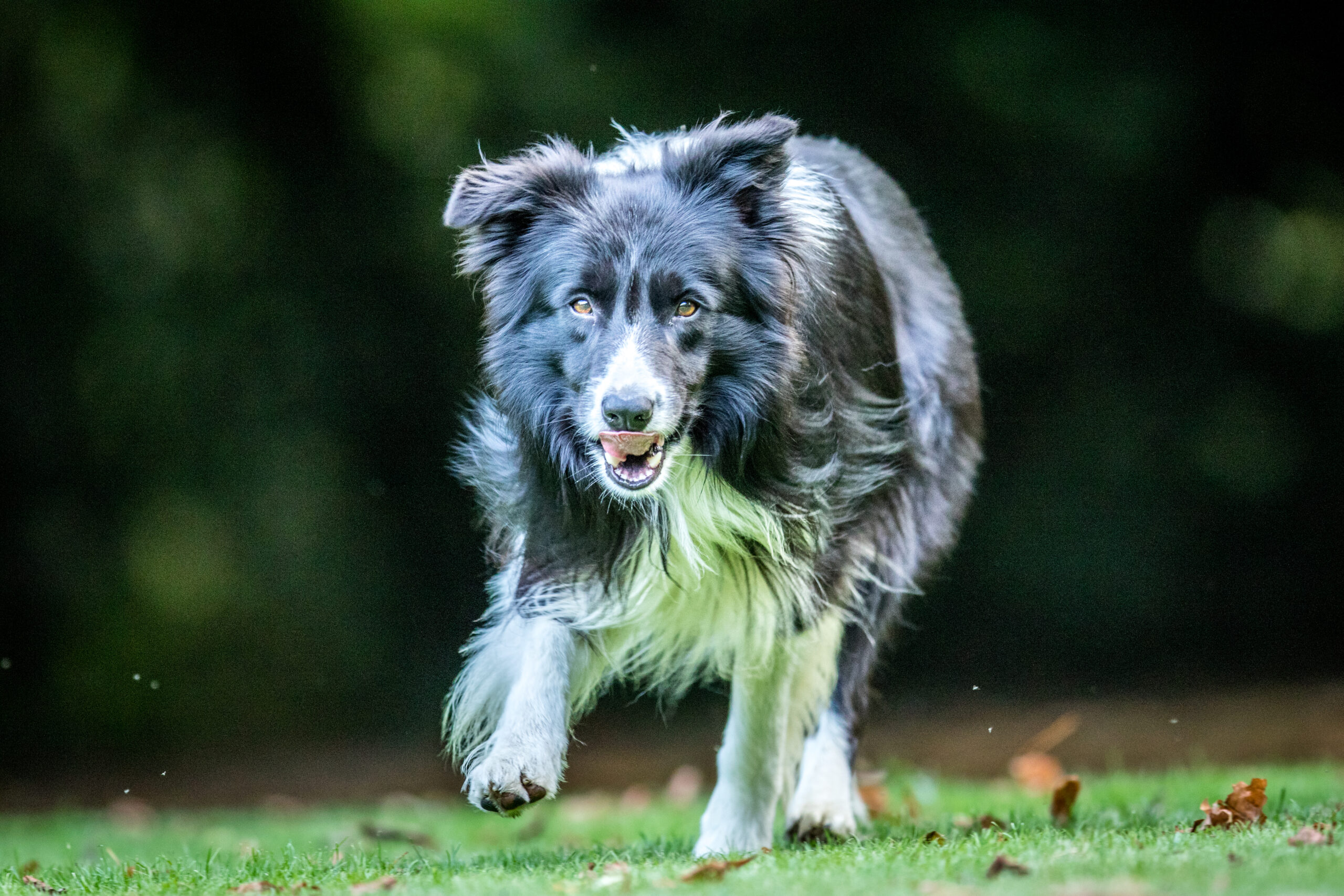 energetico border collie