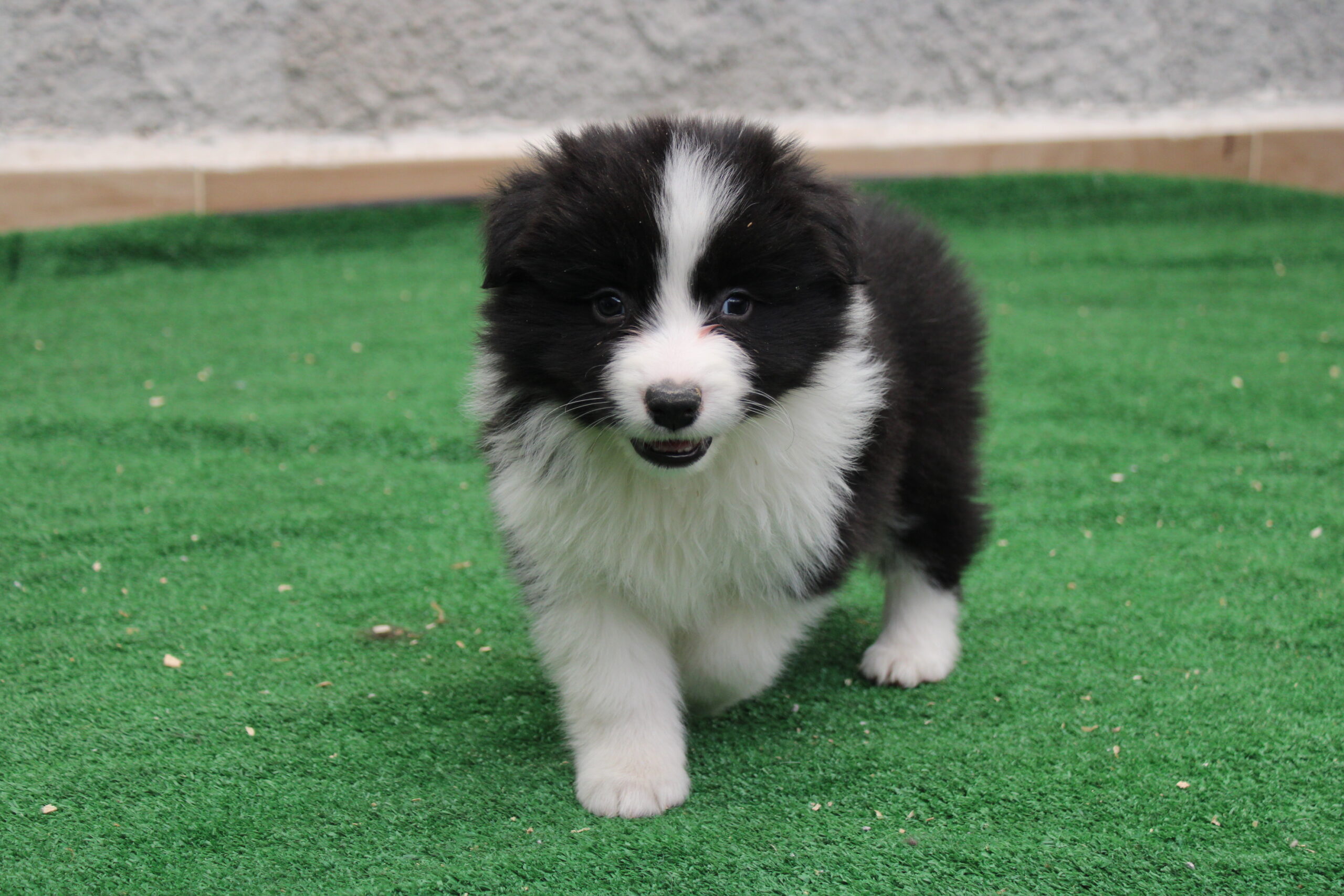 CAMADA 5 CACHORRO 2