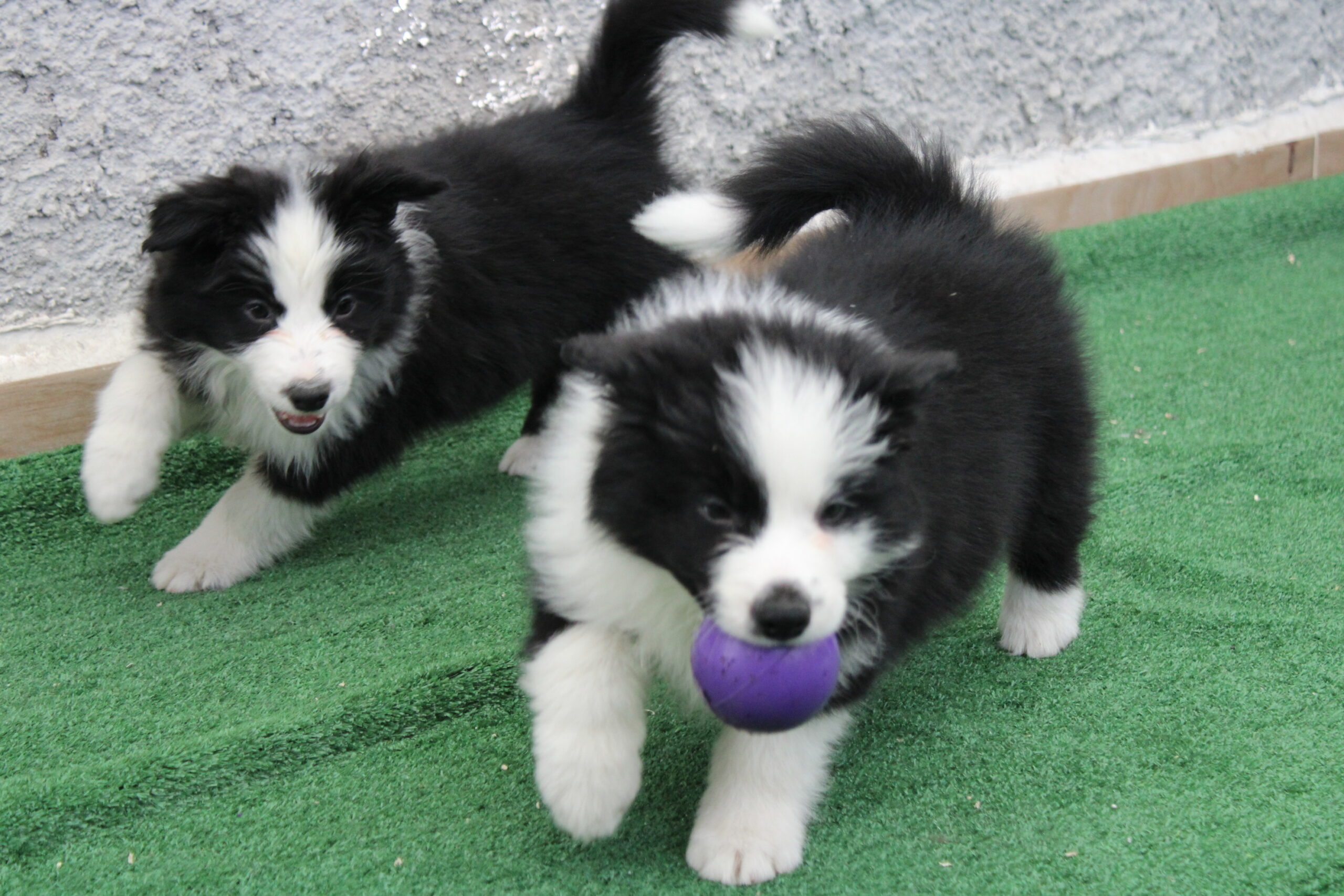 CAMADA 5 CACHORRO 3