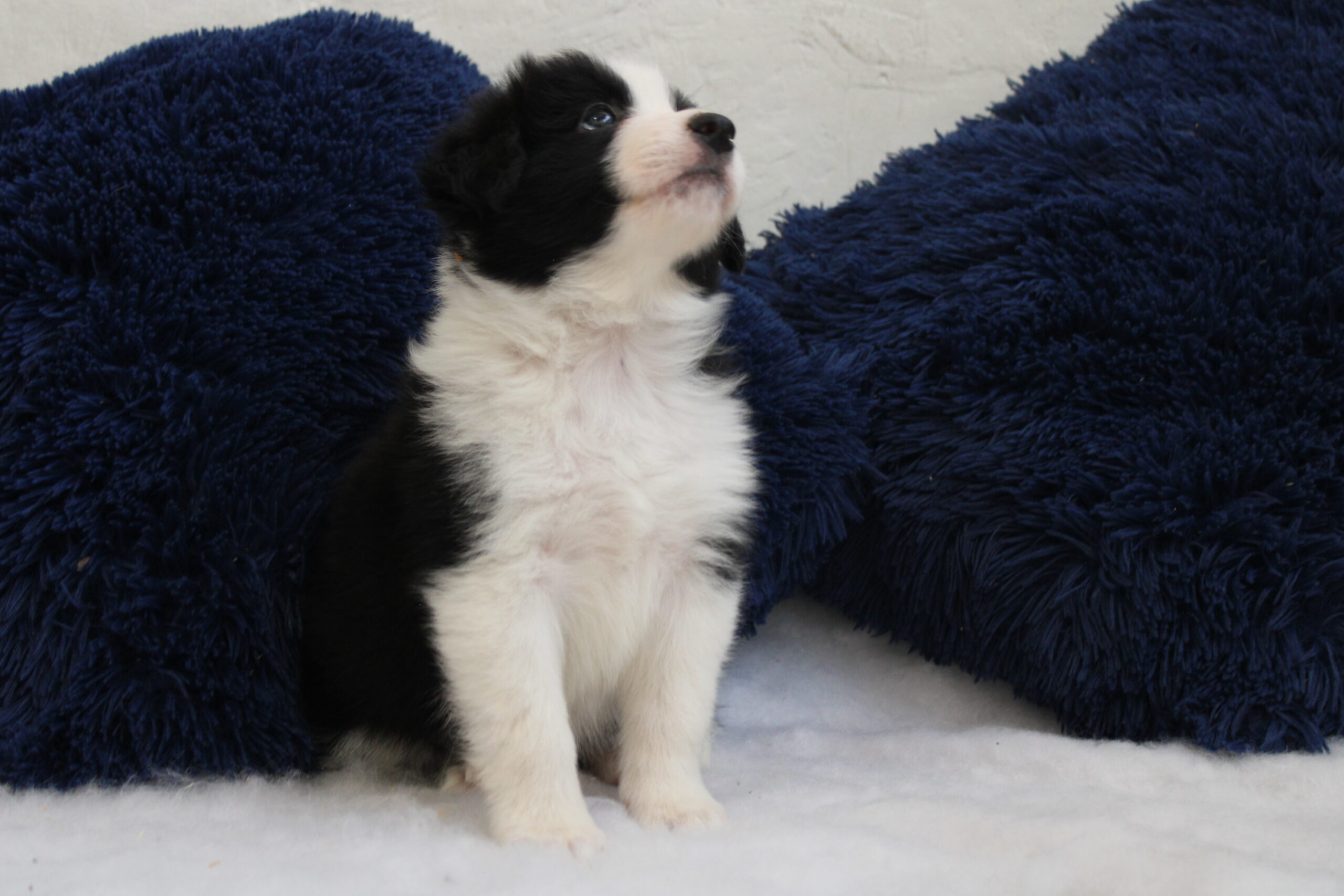 camada 7 cachorro 3