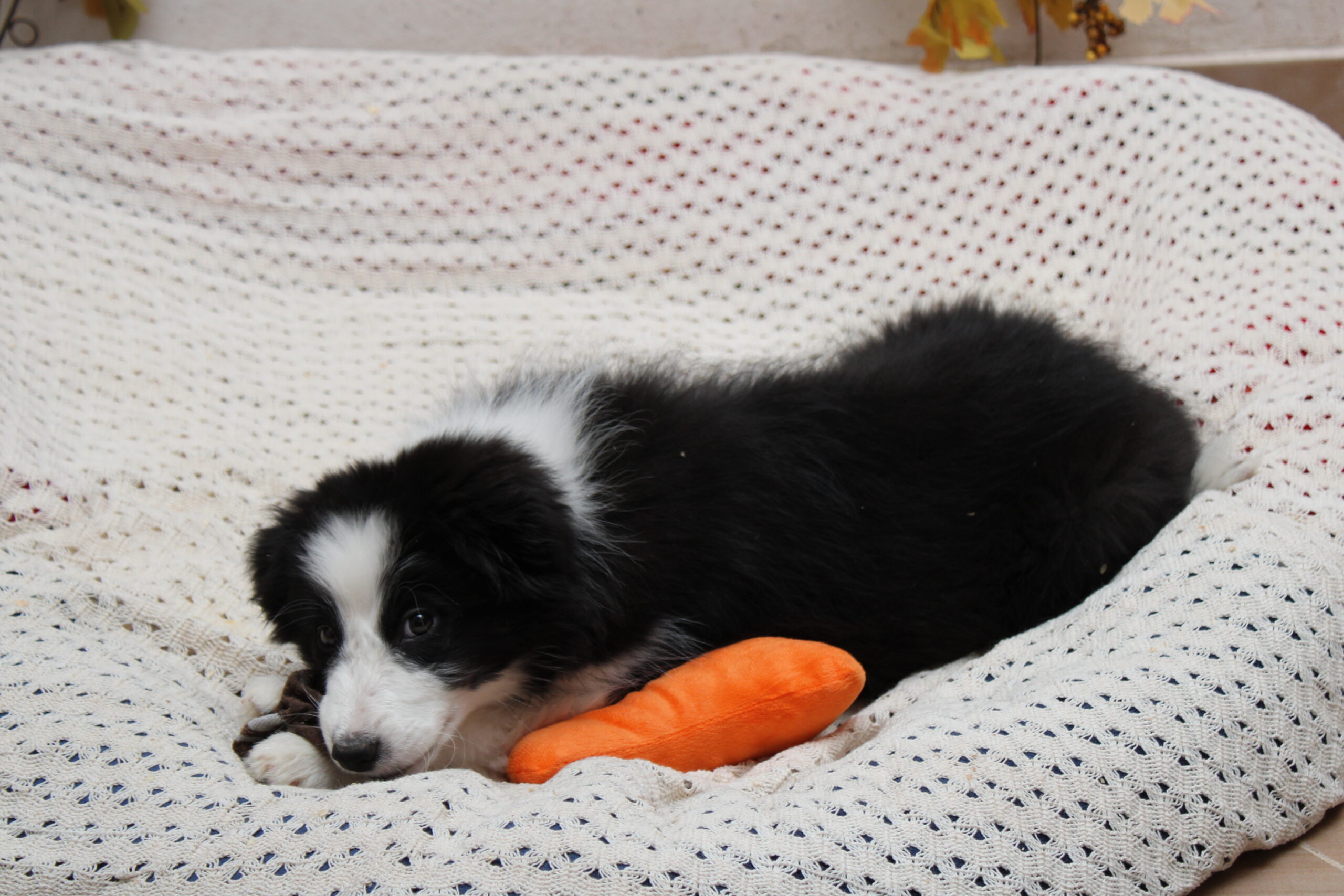 CAMADA 2 CACHORRO 4