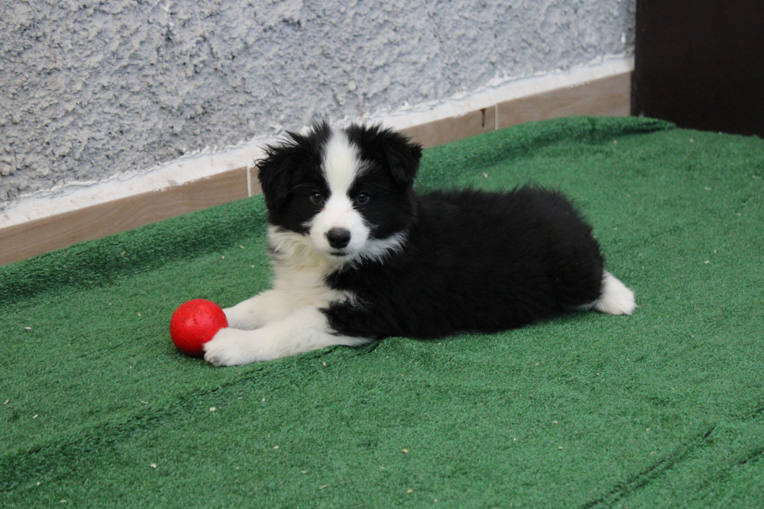 CAMADA 5 CACHORRO 4