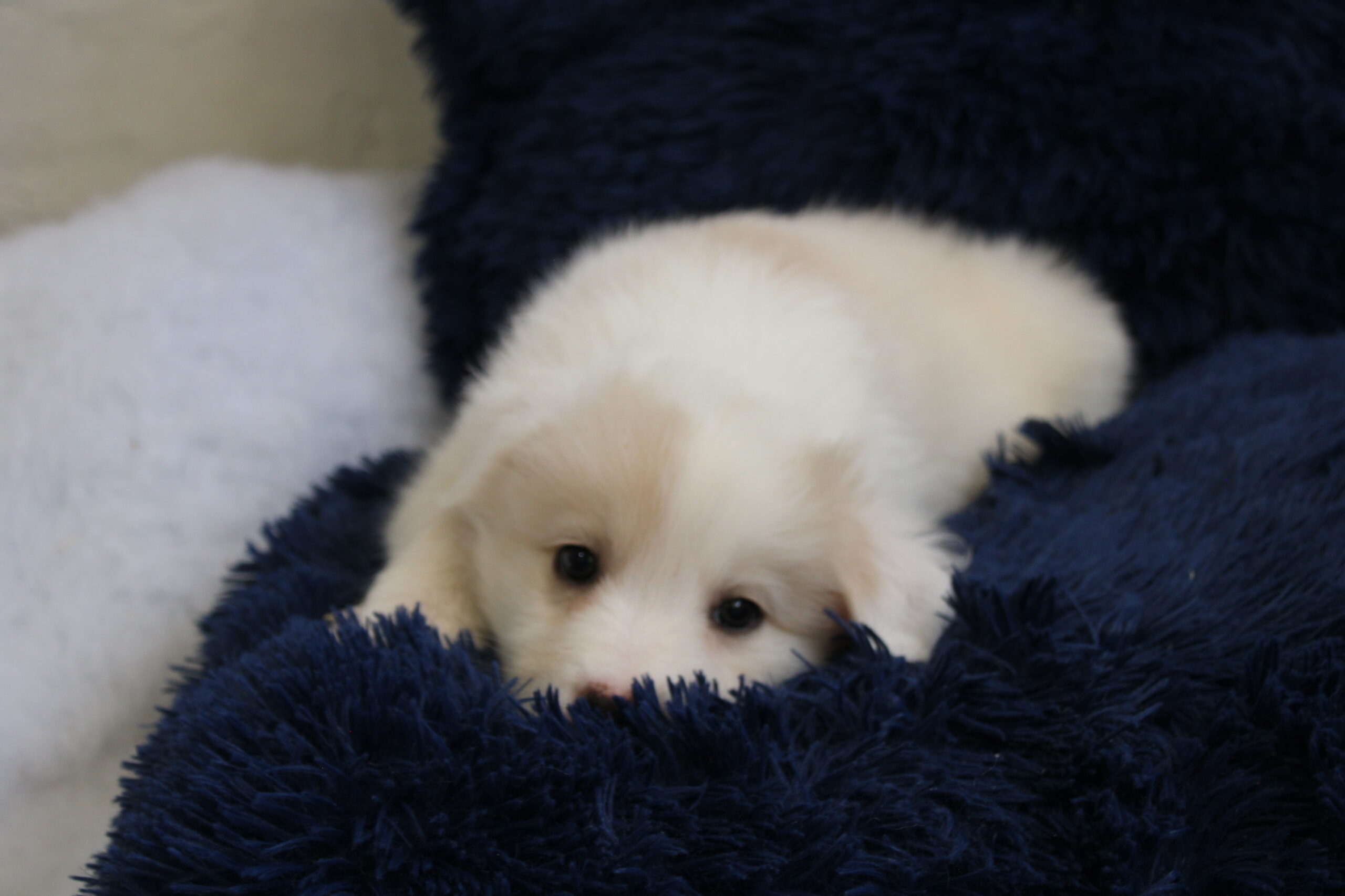 camada 8 cachorro 5
