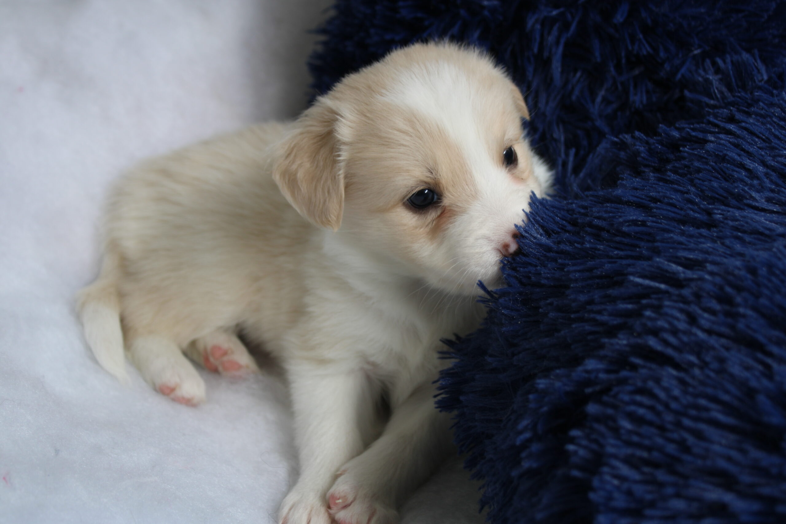 camada 8 cachorro 6
