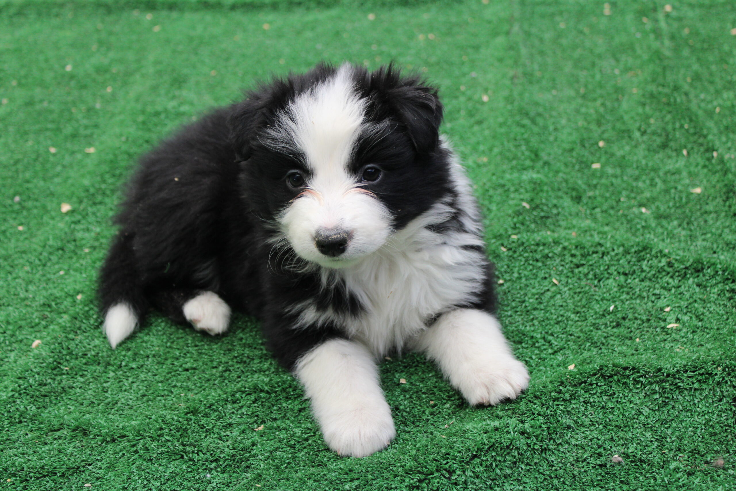 CAMADA 5 CACHORRO 6