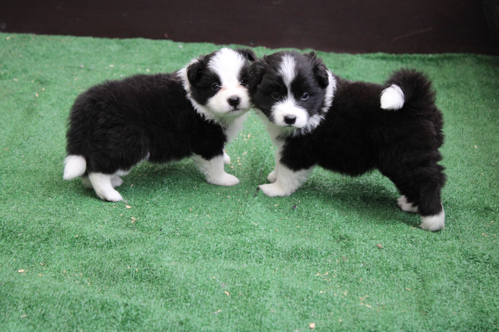 camada 1 cachorro 6