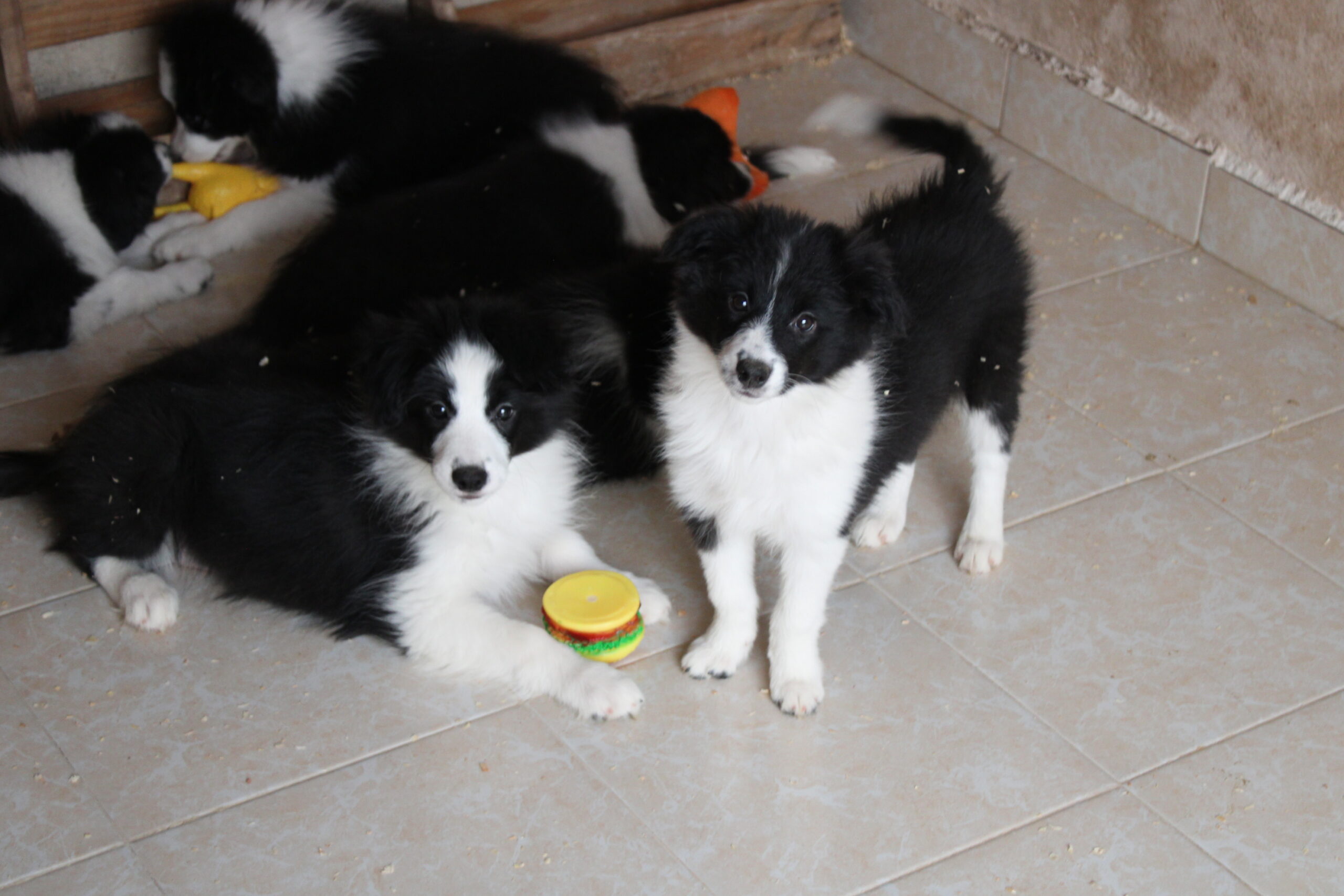 CAMADA 2 CACHORRO 1