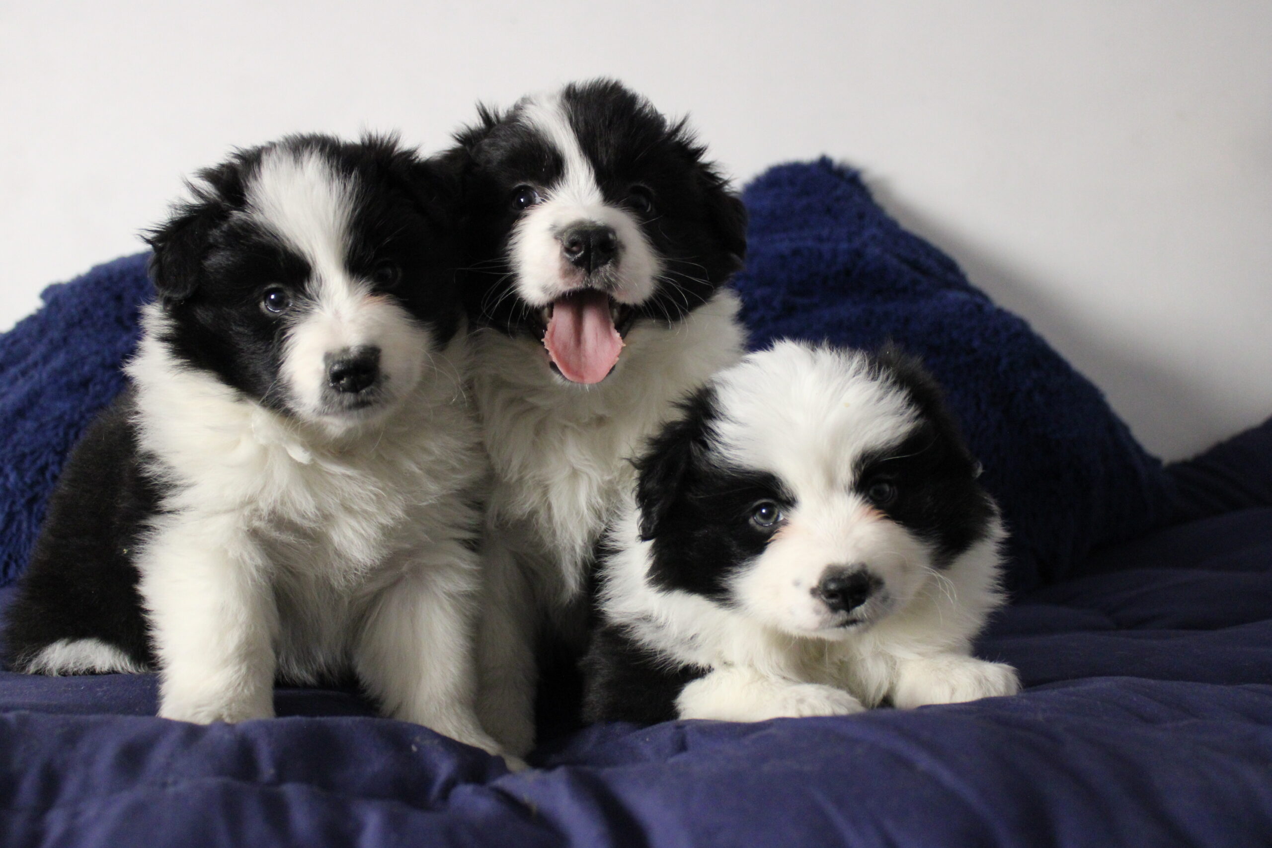 camada 6 cachorro 2