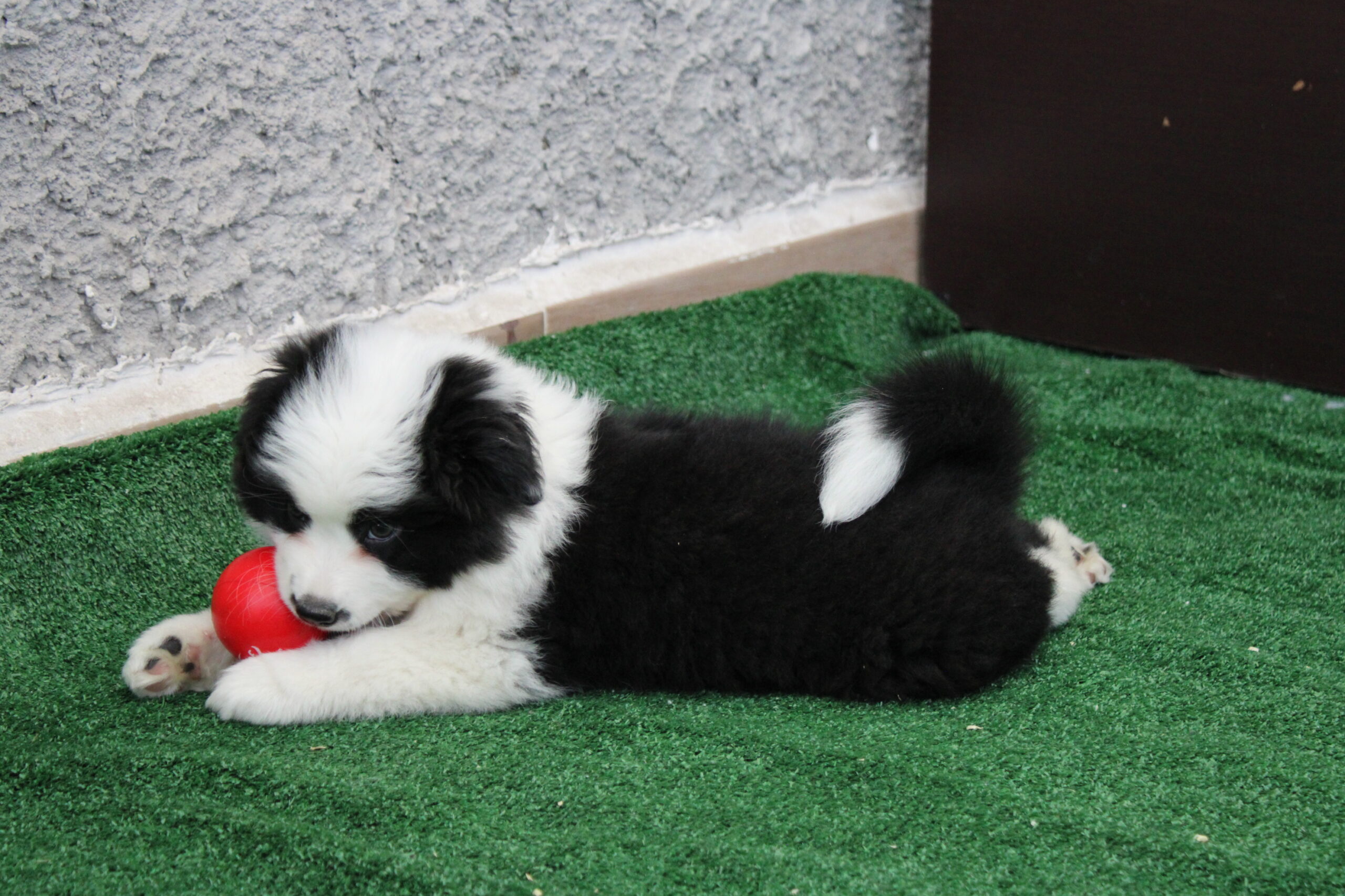 camada 6 cachorro 3