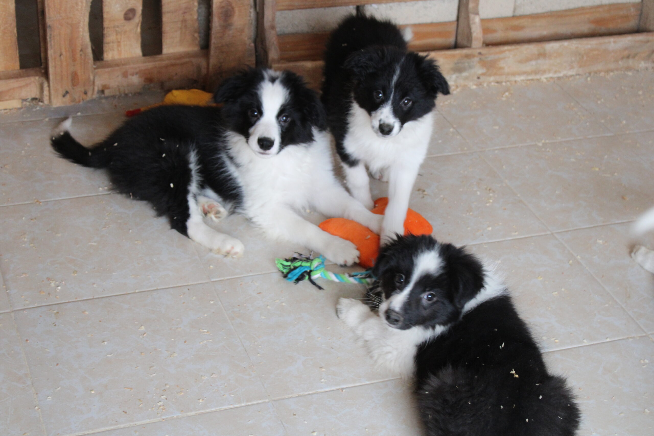 CAMADA 2 CACHORRO 3
