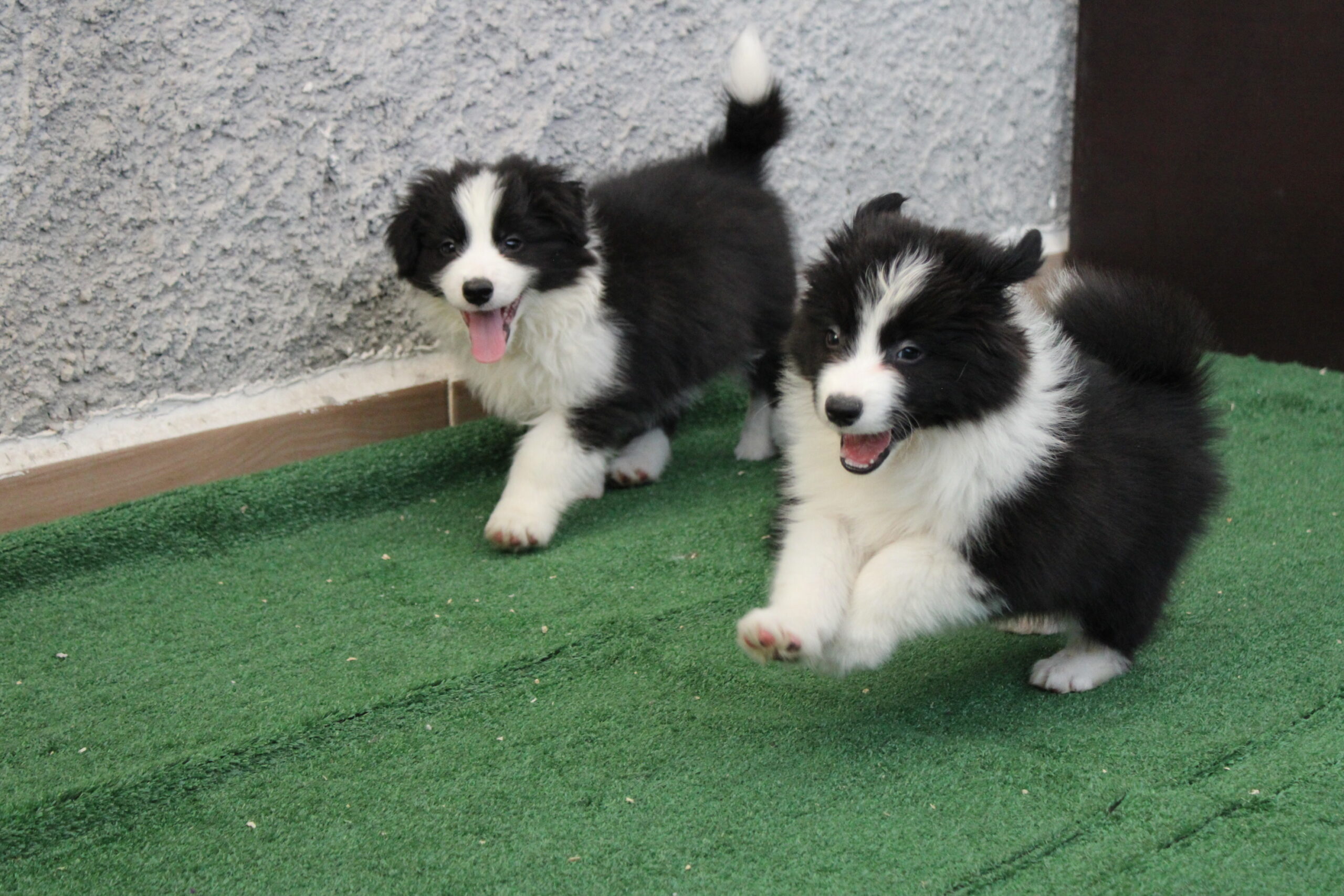 CAMADA 5 CACHORRO 7