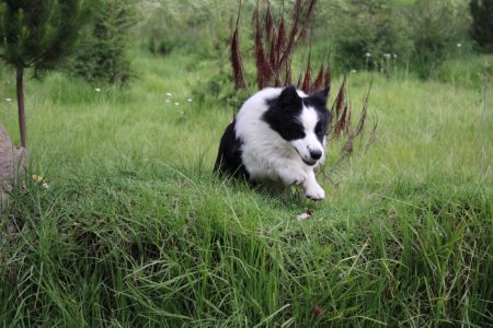border collie crianza