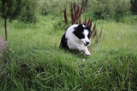 border collie crianza
