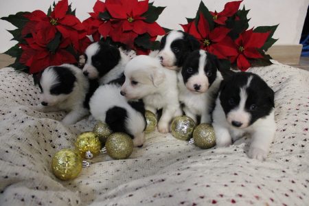 perritos 9