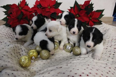 perritos 9