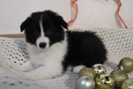 perrito 2