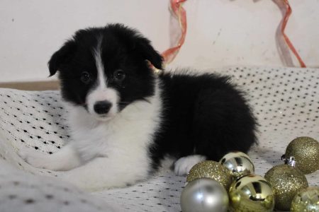 perrito 2