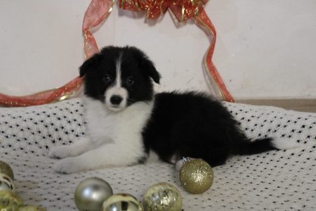 perritos 16