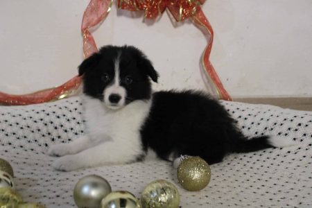 perritos 16