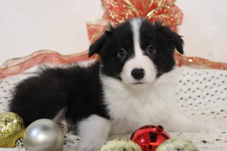 perrito 4
