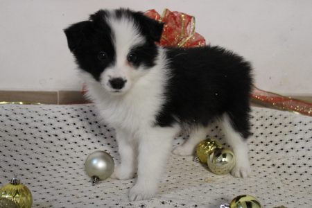 perritos 17