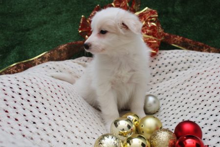 perritos 18