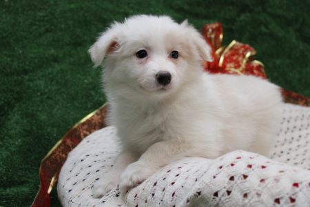 perritos 11