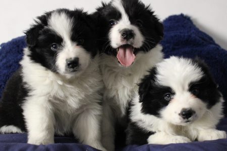 perritos 15