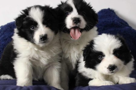 perritos 15