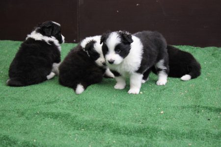 perritos 16
